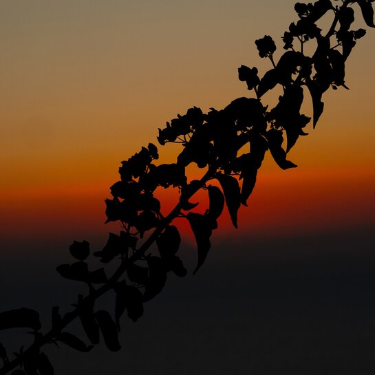 2. Symphoniekonzert | © Tobias Nicolai