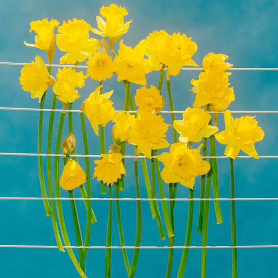 Neujahrskonzert | © Tobias Nicolai