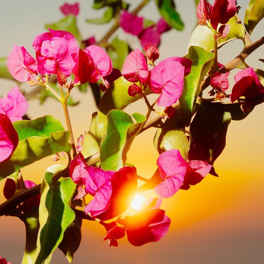 6. Symphoniekonzert | © Tobias Nicolai 6. Symphoniekonzert | © Tobias Nicolai